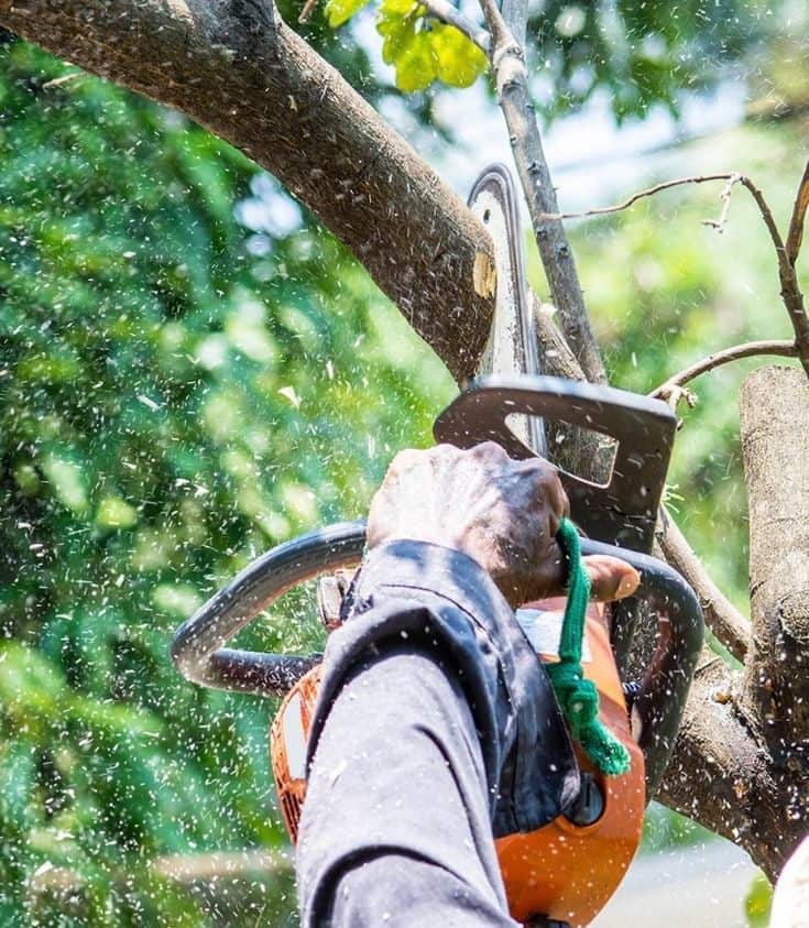 AM Tree Service team on a job site
