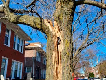 Completed tree work projects by AM Tree Service across the Chicago area