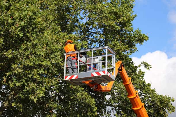 24-hour emergency tree service
