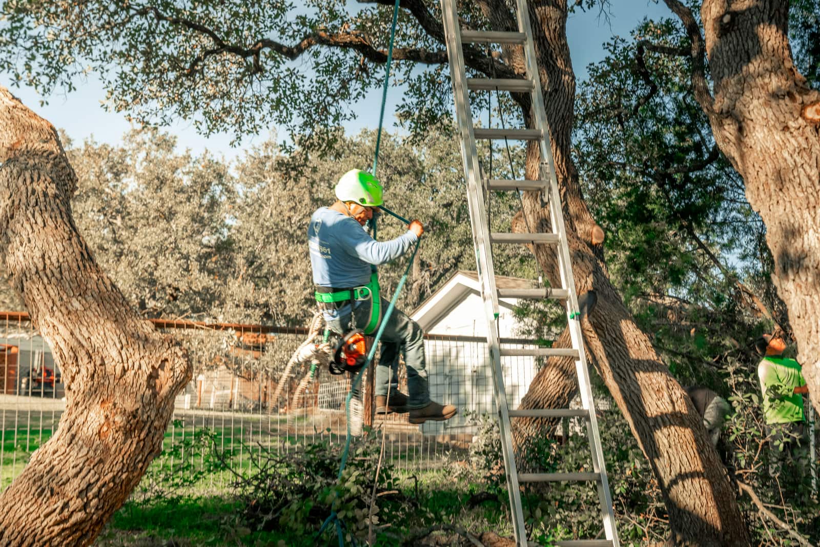 Tree pruning