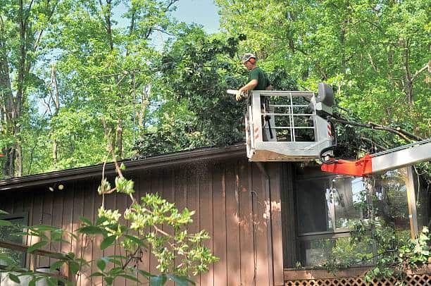 Tree removal