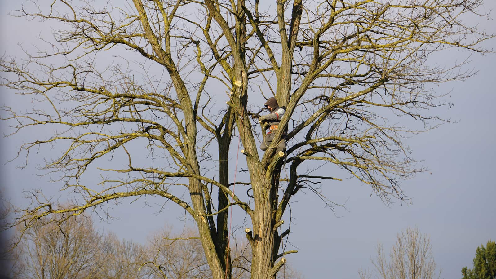 Tree trimming
